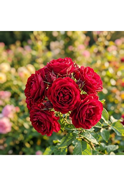 Bloom & Sow Seed Deep Red Double-Petal Floribunda Rose Seeds – Cluster-Bloomi...