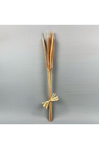 fleur New In Reed Spadix Sticks M Natural H-70Cm