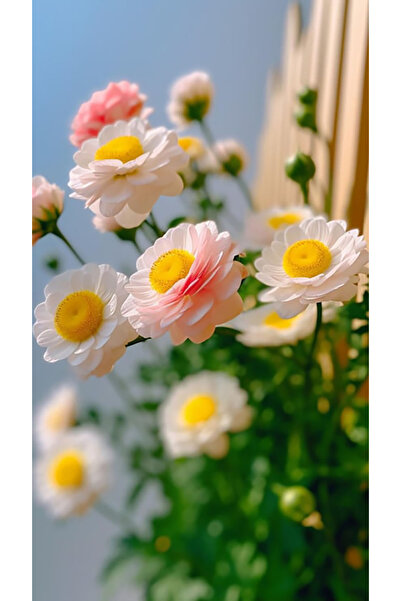 Bloom & Sow Seed بذور زهرة الحوذان المختلطة باللونين الوردي والأبيض - ذات مرك...