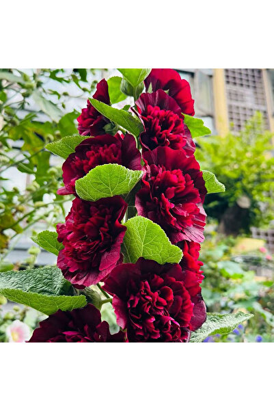 Bloom & Sow Seed Dark Red Multi-Petal Alcea Rosea, Hardy Vertical Ornamental ...