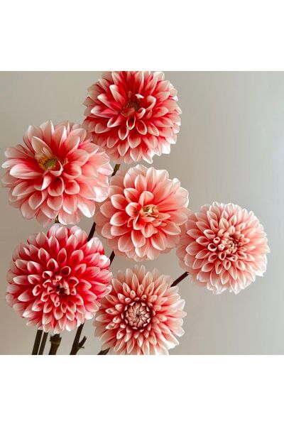 Bloom & Sow Seed Coral White Bi-color Round Dahlia Tubers, Long Stem Garden P...