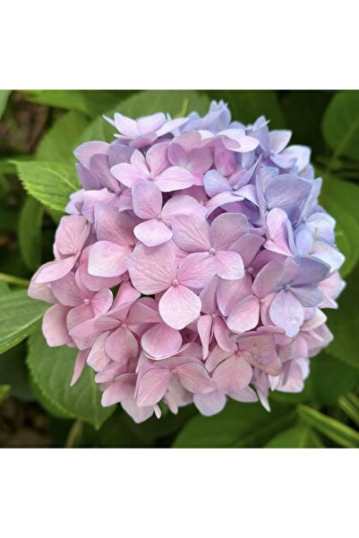 Bloom & Sow Seed Round Ball Shape Hydrangea Seeds, Shade Tolerant Potted & La...