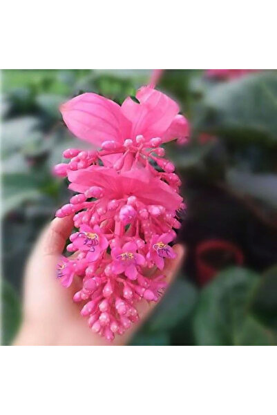 Bloom & Sow Seed Rose‑Pink Medinilla Magnifica Live Potted, Large Drooping Fl...