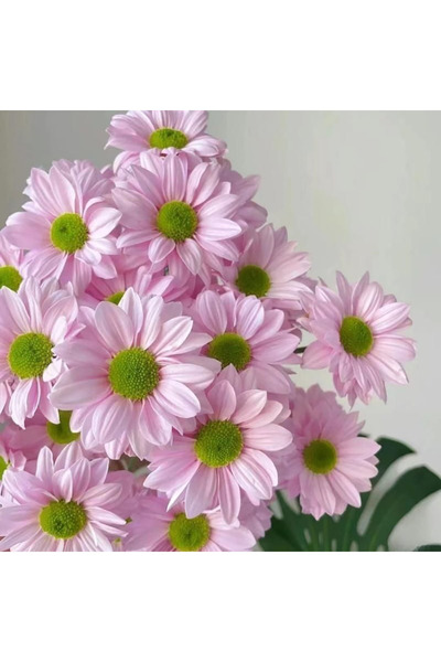 Bloom & Sow Seed Soft Pink Green‑Eye Spray Chrysanthemum Seeds, Multi‑Bloomin...