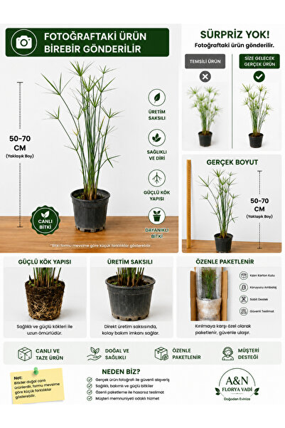 A&N Florya Vadi Japon Şemsiyesi Çiçeği 50-70 cm Saksılı Cyperus Alternifolius...