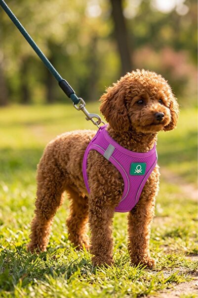 United Colors of Benetton BNT-A2505 Air-Mesh Kedi Köpek Göğüs Tasması Hava Ağ...