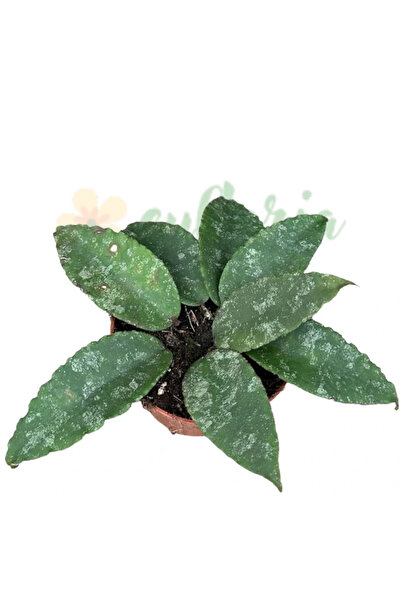 Eufloria Hoya caudata D10.5