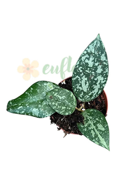 Eufloria Hoya verticillata 'Nganjuk' Ø7cm