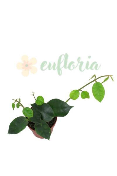 Eufloria Hoya gigas Ø12cm
