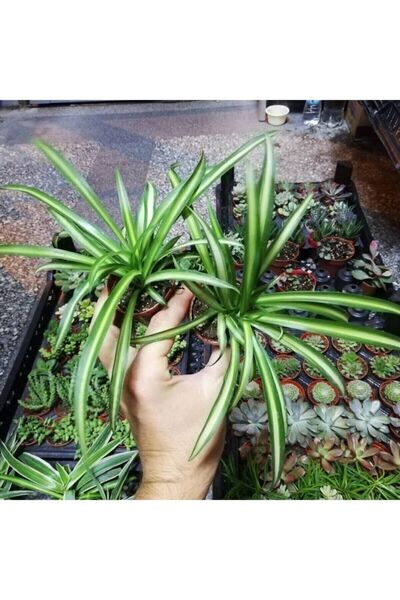 İthal Çiçekçilik Kurdele Çiçeği Sarkan Çiçek Oksijen Kaynağı 10-20 cm