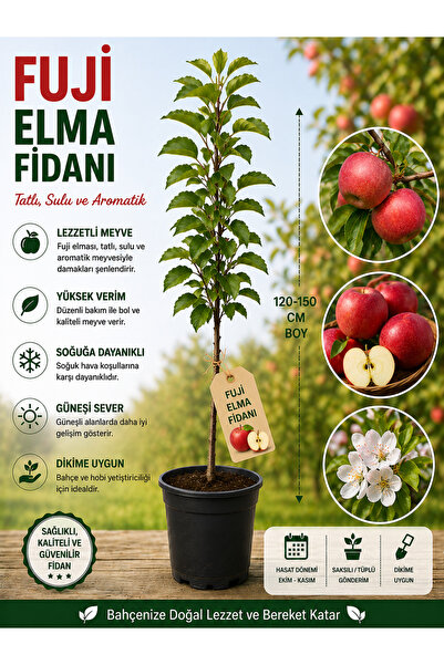 Fuji Elma Fidanı