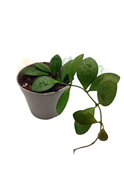 Eufloria Hoya panchoi Ø7cm