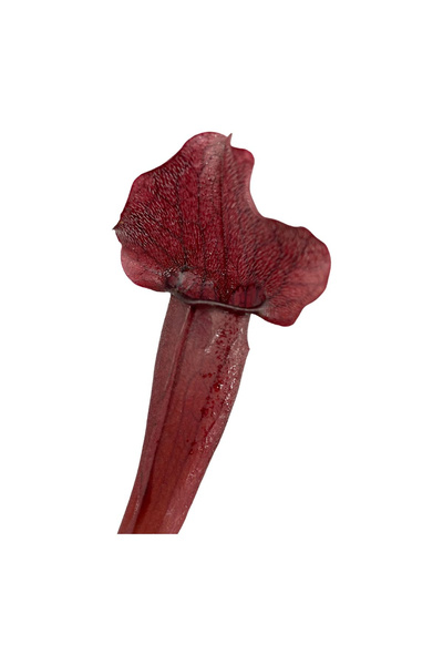 Eufloria Sarracenia 'Marron' Ø8.5cm