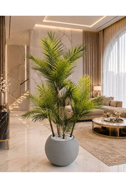 Altun Çiçekcilik Areka 4 Gövdeli Ağaç Beyaz Gold Lux Saksı Dahıl