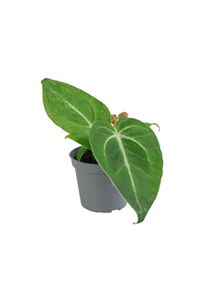 Eufloria Anthurium magnificum Ø6cm