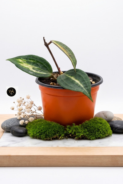 Wax Habitat Hoya Macrophylla (Latifolia) Pot of Gold - Nadir Alacalı Mum Çiçeği
