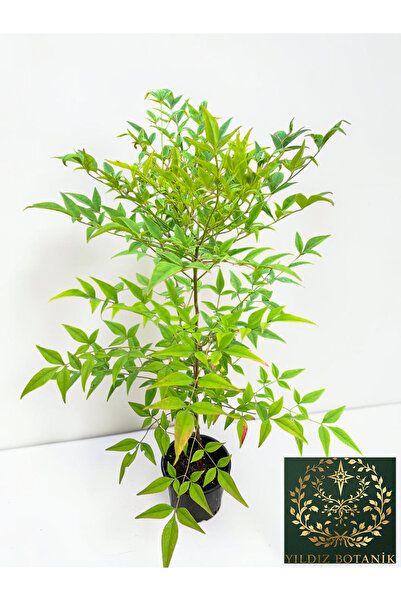 YILDIZ BOTANİK Boncuklu Cennet Bambusu Nandina Domestica Heavenly Bamboo 60-7...