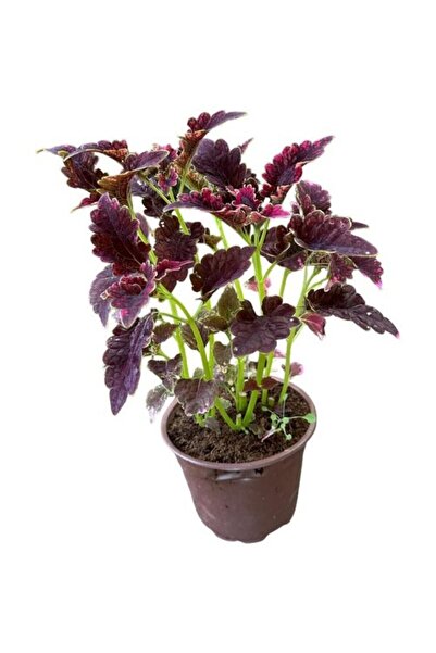 Mimoza Bordo Yaprak Güzeli Yaprağı Güzel Kolyos Çiçeği Özel Renk 10-20 cm