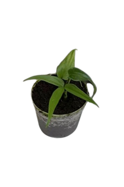Eufloria Anthurium eminens Ø7cm