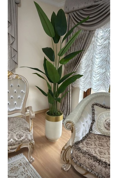 İremÇiçekçilik Beyaz Gold Darbuka saksıda Starliçe - 210 cm (Farklı renk seçe...