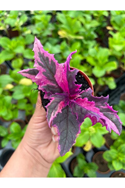 nazlı çiçekçilik Mor Kadife Variegata Gynura Variegated 5,5lik Saksıda Fide Boy