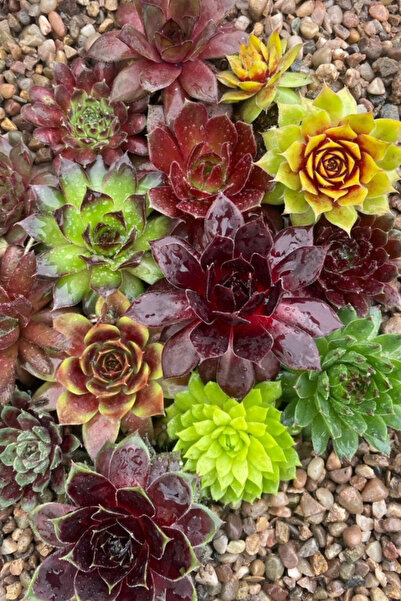 OEM Set 6 Sempervivum Mix, plante naturale