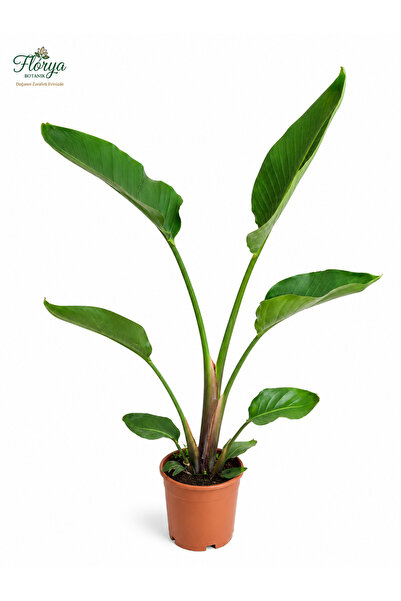 Florya Botanik Strelitzia Starliçe 90-120 Cm Boyunda Yeni 1.kalite Stok Tek G...