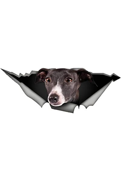 Other Autocolant auto 25 cm (9,8 inch) Autocolant Greyhound Autocolant auto a...