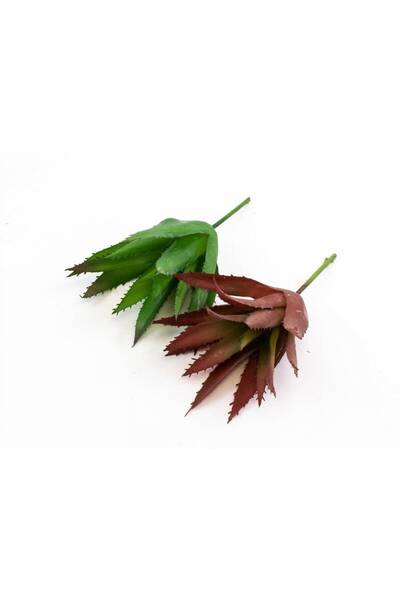 OEM Plante Suculente Aloe (Set 3 buc) Verde
