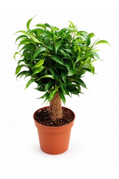 Tunç Botanik BONSAİ FİCUS BENJAMİN (Hasır Gövdeli)