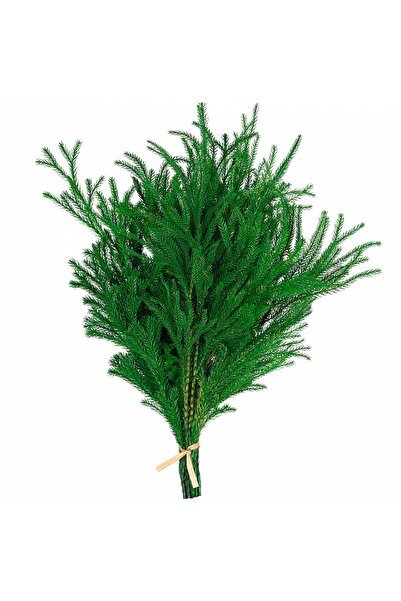 Roberto Rossi Preserved Pine Branch H20-30 cm. green