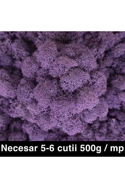 Roberto Rossi Preserved lichens, cleaned and without roots, 500g NET, ULTRA P...