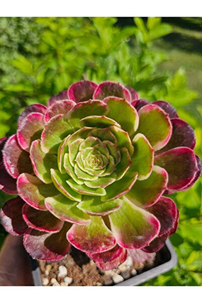 Myzumax Özel Üretim Aeonium Canlı Çiçek Aeonium GREENINKPAINTING