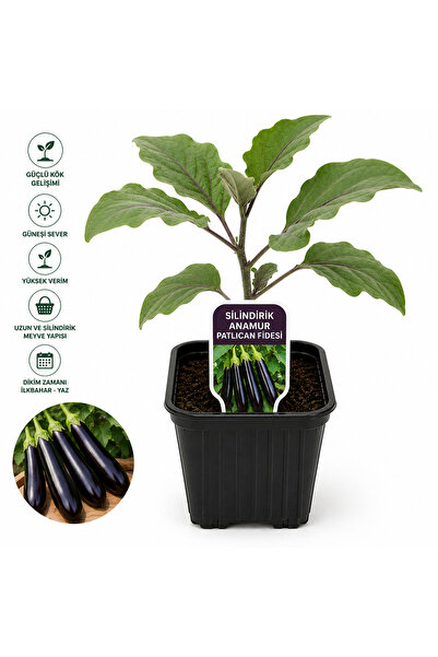 Lotus Botanik 20 Adet Patlıcan Fidesi - Silindirik Anamur Patlıcan Fidesi