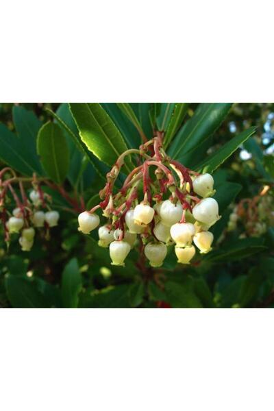 Green Health ΒΟΤΑΝΟ ΚΟΥΜΑΡΙΑ 1ΤΕΜ 100gr