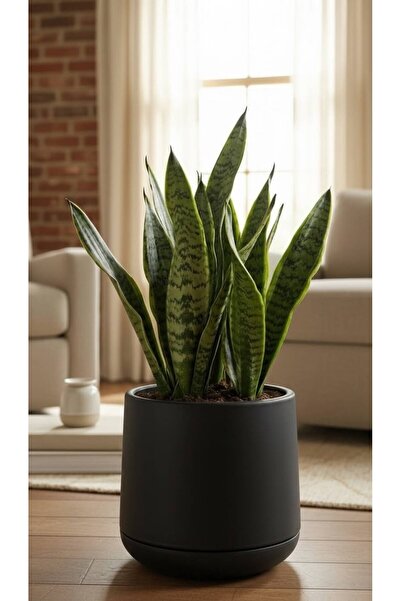 Bliss Atlas Saksı 7 Litre Büyük Boy Dekoratif Saksı 32 cm İç Dış Mekan Çiçek ...