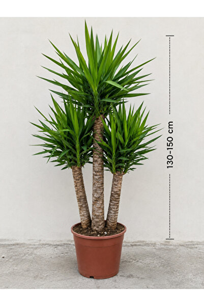 CANBOTANİK Üç Kollu Yucca Ağacı bitkisi yU kA Ağacı 130-150 cm