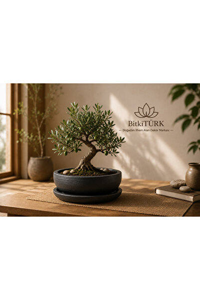 BitkiTÜRK 20 cm Özel Bonsai Beton Saksı ve Altlık Seti | Dekoratif İç Mekan S...