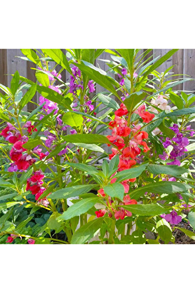 123 500+ Athena Mixed Seeds for Planting - Garden Seeds for Growing Flowers