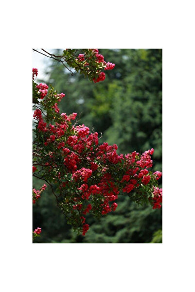 123 Seeds 100Pcs，Red Leaf Decorative Shrub for Barriers