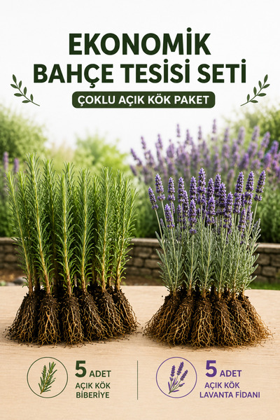 Rosemary Garden 10lu Ekonomik Bahçe Dikim Seti 5 Adet Açık Kök Lavanta Fidanı...