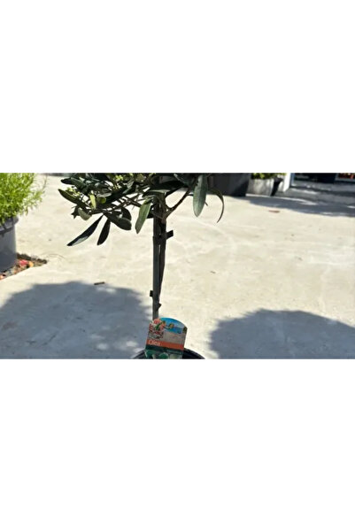 PLANTA TERRA Gradina ta începe aici Măslin Olea Europaea, 40-50cm