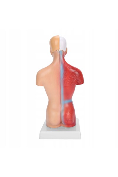 NO BRAND MODEL ANATOMIC AL OMULUI, 15 PĂRȚI, ORGANE ȘI MUȘCHI, PENTRU ÎNVĂȚAR...