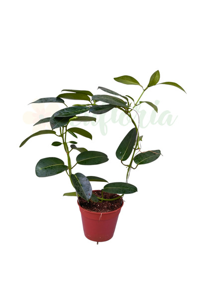 Eufloria Мадагаскарски жасмин (Stephanotis floribunda) Ø12см