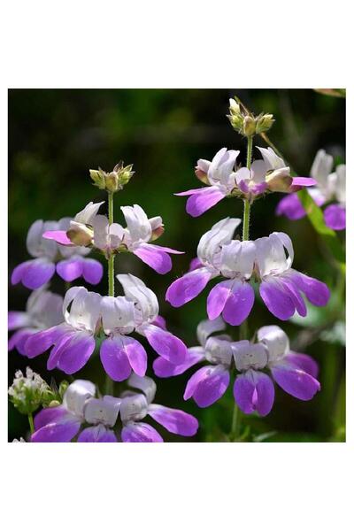 Bloom & Sow Seed بذور