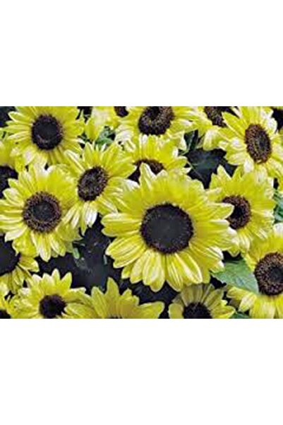 Bloom & Sow Seed بذور
