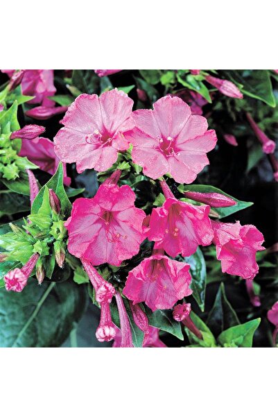 Bloom & Sow Seed بذور زهرة أربع ساعات (ميرابيليس جالابا) الوردية - زهرة حديقة...