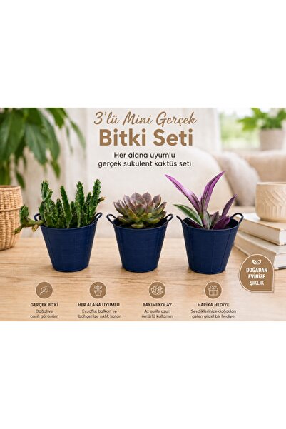 Hep İndirimli 3’lü Mini Gerçek Kaktüs Sukulent Bitki Seti – Dekoratif Saksılı...