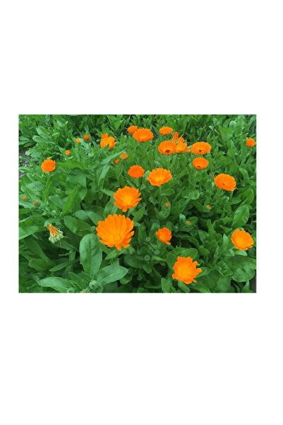 Garden Σπόρος Καλέντουλας