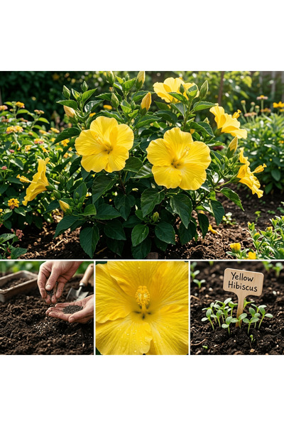 Bloom & Sow Seed بذور الكركديه الصفراء – نبات دائم مقاوم للحرارة ذو أزهار كبي...
